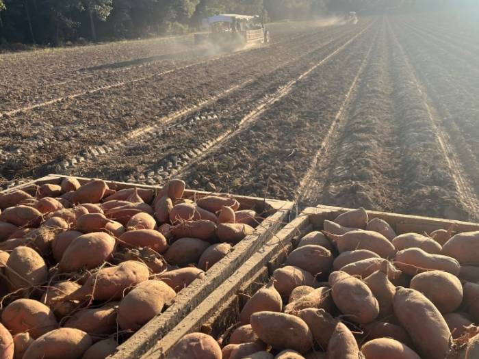 [Thanks to all the customers who purchased potatoes from us in 2025-26!]